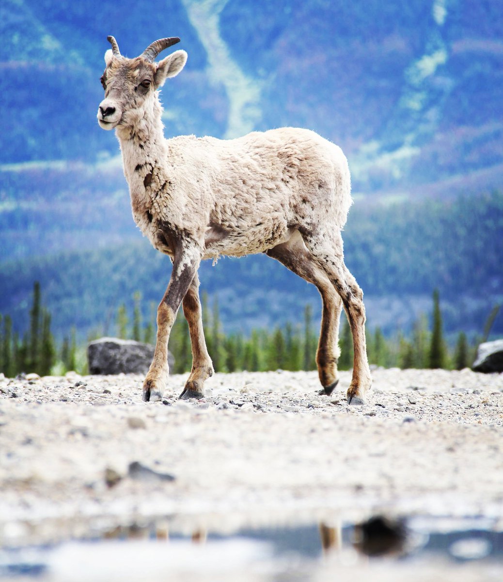 bushcraft4all's tweet photo. Wild bighorn sheep in Jasper National Park. Acrobatic climbers of the Rocky Mountains. #canada #jaspernationalpark #alberta #sheep #bighornsheep https://t.co/gyai7Gl2LY