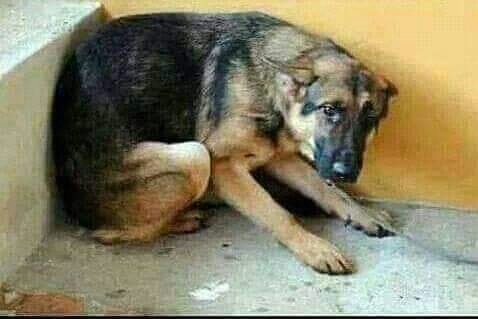 MelRayada's tweet photo. Unete a la campaña "Si te veo maltratando un perrito indefenso en la calle te parto tu madre" https://t.co/d2YbENclgQ
