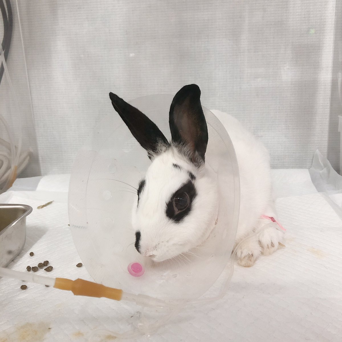 Rabbit_J6th's tweet photo. #2019년06월30일 힘이완전히들어가지 않아서 그렇지, 자꾸 발을 디디려고 하는거보면 숨소리도 그렇고 처음보다 편해보인다. 건초 잘먹어주고, 작지만 응알도 계속 보여줘서 고마워 기운내🐰 https://t.co/OjDQTkOuKM