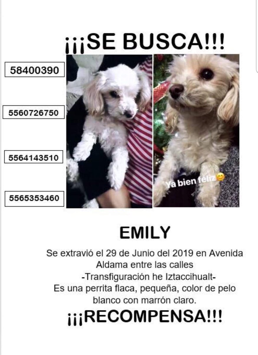 perrososmx's tweet photo. 🆘 🚨 #Extraviada #PerroPerdidoCDMX #hembra @SLTezonco @DesSocTezonco @snlorenzobarrio @SanLorTezonco #29Jun2019  @MarianimaLOVERS  @mtz_tt @iztalccihuatl @norahdi66  @misslagunera @EEYYYAA @acano52 @SOSsalchichas @diana_dfc @mariluzza @JerrxG13  @JMRivaPalacio @_PatriciaAnaya https://t.co/Ah0STINbol