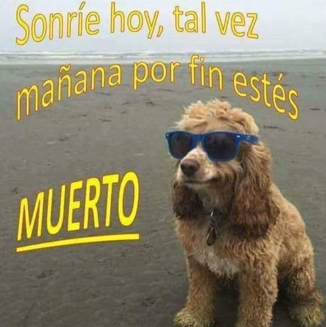 memes feos yo qué sé (@memefeos) on Twitter photo 