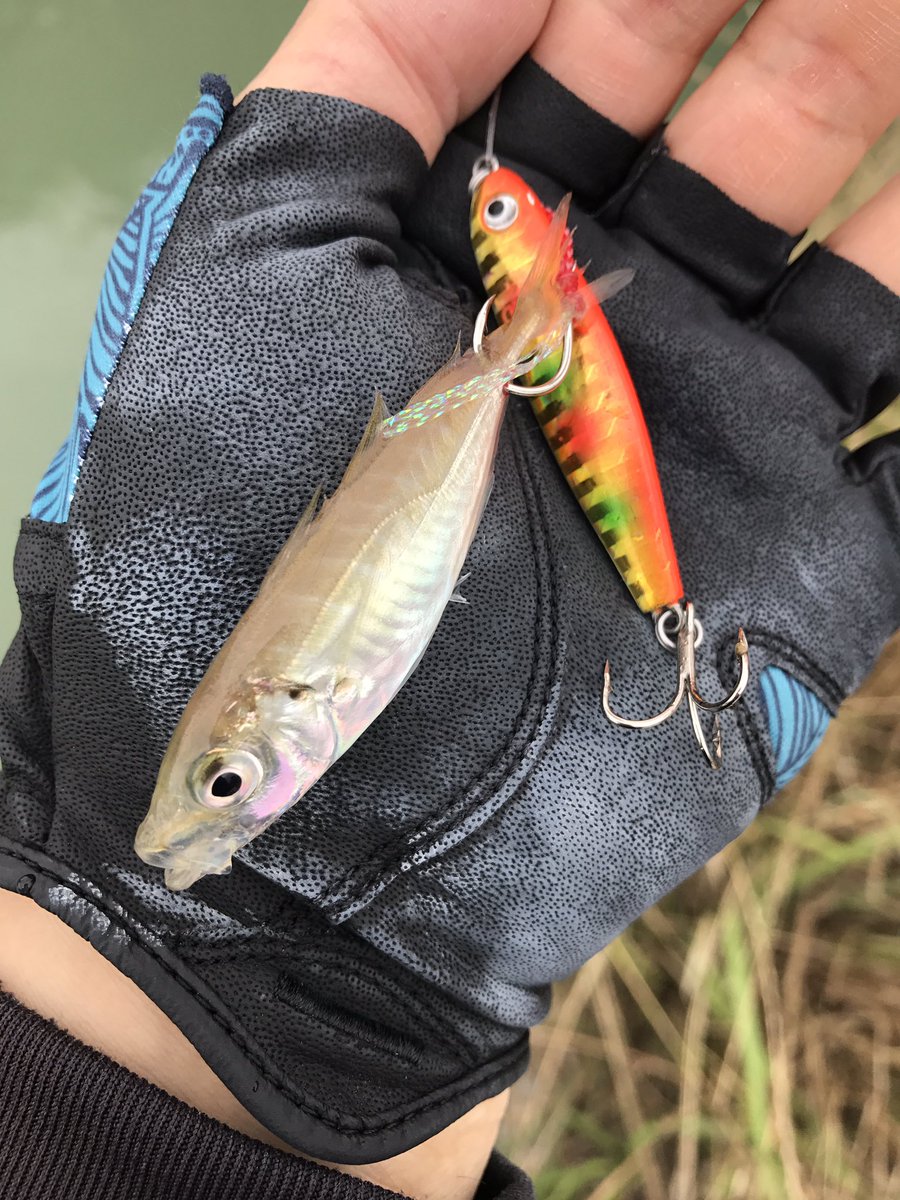 namatamanama's tweet photo. モンジグで大型のチヌ喰わせるもを 足下で痛恨のバラし…そしてロスト。後はお察しください。🙏( ˘ω˘ )
#suilowz #quadfishingtools #GCdominator #gc57m
#metaljig #アジ #豆アジ #カニ #イシガニ #crab https://t.co/ckZNHP1bnU