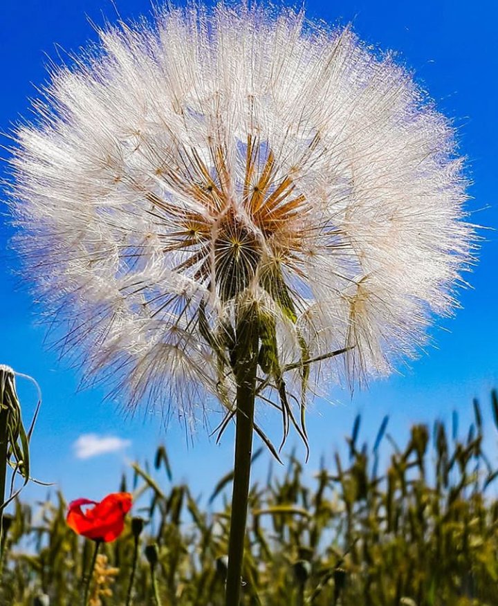 자연의 생물은 인간에게 가장 좋습니다.