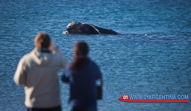karitourguide's tweet photo. The best place to watch whales is in Argentina.
El Doradillo Protected Natural Area, very close to Puerto Madryn, is a unique place in the world, where you can spot whales just a few meters of the cost.
https://t.co/6y5vBWt8JK https://t.co/aGCXwl2i6V