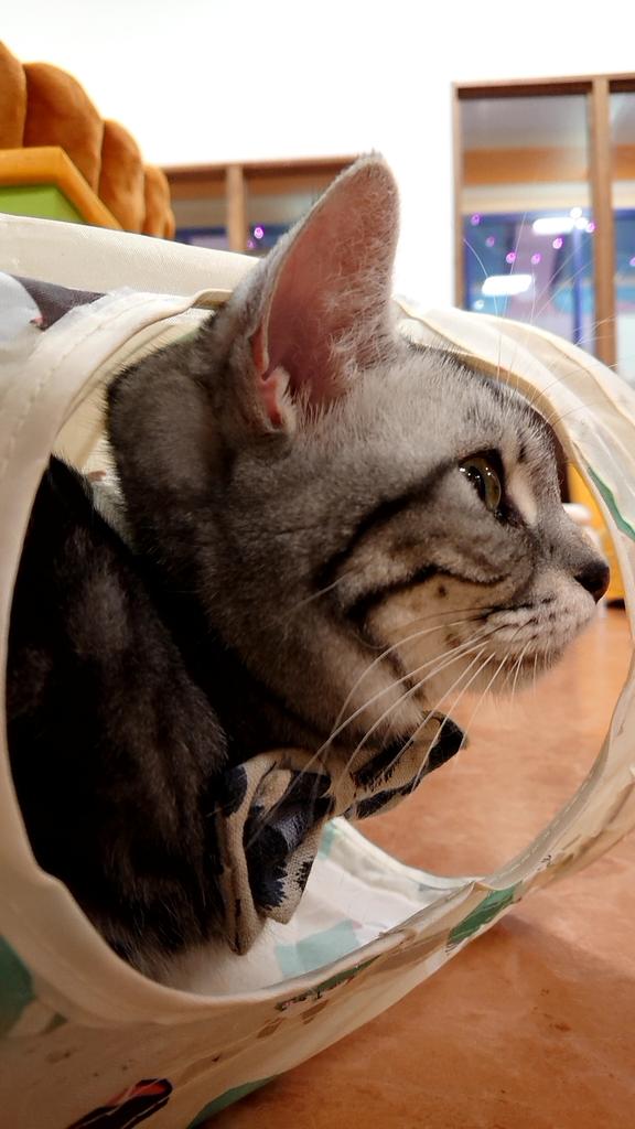 金沢の猫カフェ Twitter Search Twitter