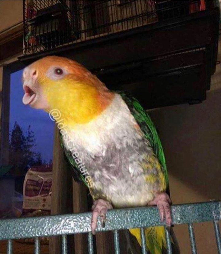 Lo-Fi Angel tweet media