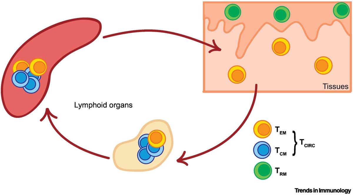 mmw_lmw's tweet photo. #TissueResident #Memory_T_Cells | in Cancer Immunosurveillance | Laura Mackay @ThePeterDoherty @TrendsImmuno https://t.co/sMq7lR8JbO https://t.co/WUbmcqZbxn