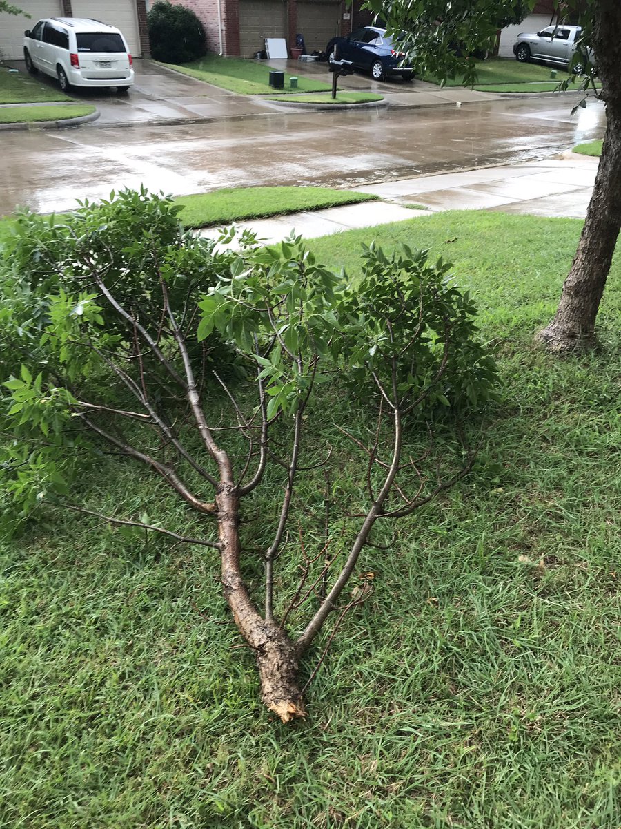 techprice5's tweet photo. @FOX4 gusty winds in North Paloma Creek.  Our tree had survived thus far... https://t.co/f60dyZE3Xi