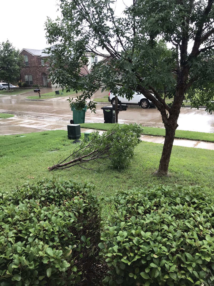 techprice5's tweet photo. @wfaa gusty winds in North Paloma Creek.  Our tree had survived this year’s storms thus far... https://t.co/VCfZ2ii9ps