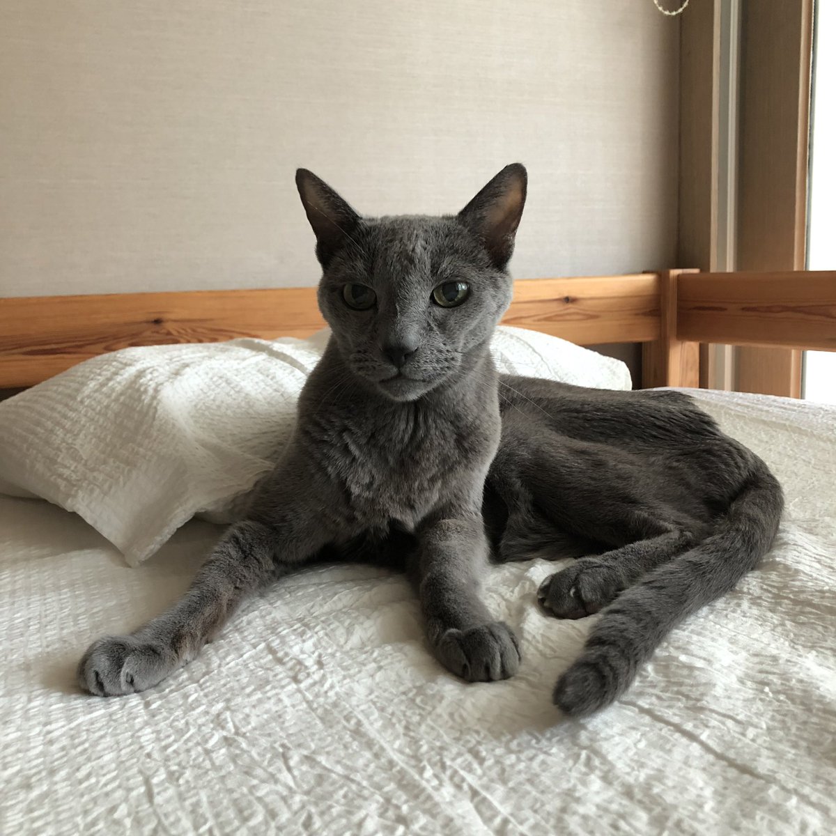 잠깐 일어나 화장실 다녀온 사이 여긴 자기 자리라고 강력하게 어필. 거실 밤잠 일주일, 스팀안대 끼고 자도 방에서 잘 때보다 일찍 깬다. 기존 매트리스 커버들은 짙은 색이라 홈캠으로 여름이가 잘 안 보여서 밝은 색 샀다.