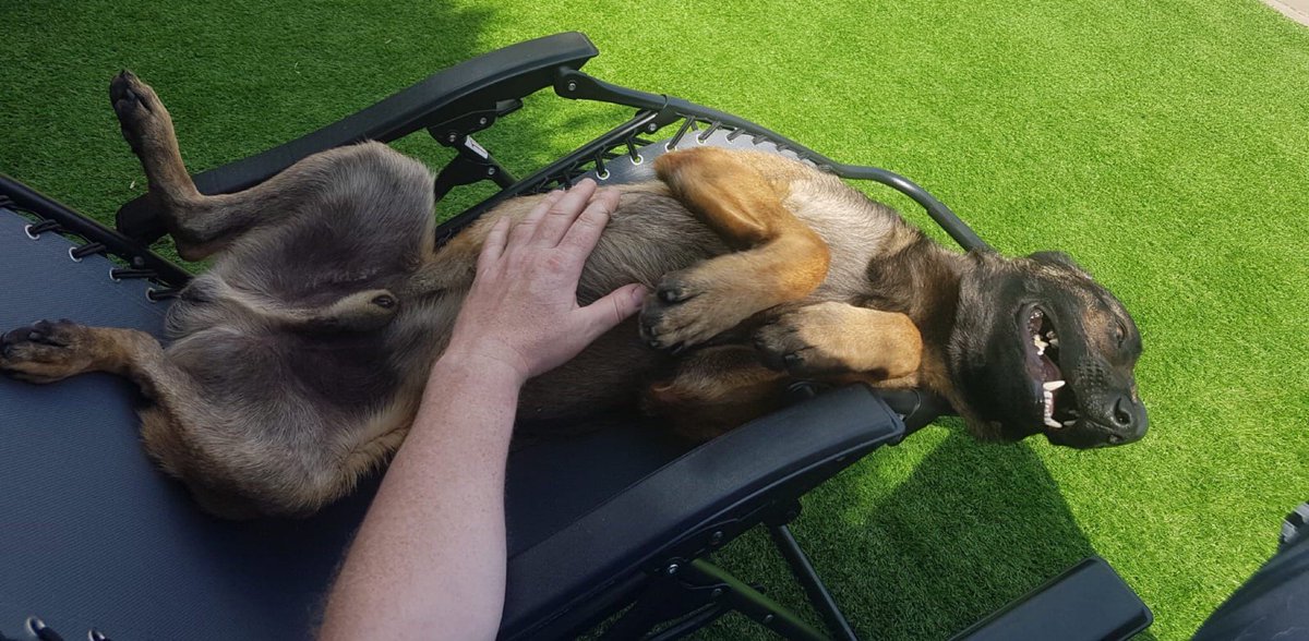 LancsPolDogUnit's tweet photo. Last night, PD Viper played an influential role in locating a vulnerable male in a rural area of Burnley. With the assistance of Pendle Police, this male is now getting the help and support he needs. #T5dogs https://t.co/p8SAmt0dXX