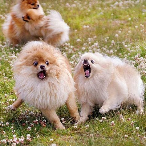 tinypinkpaws's tweet photo. @nodragonfarts @AtomicPomMom Hahhahah it's the two sides of me! https://t.co/gvTGeqoRop