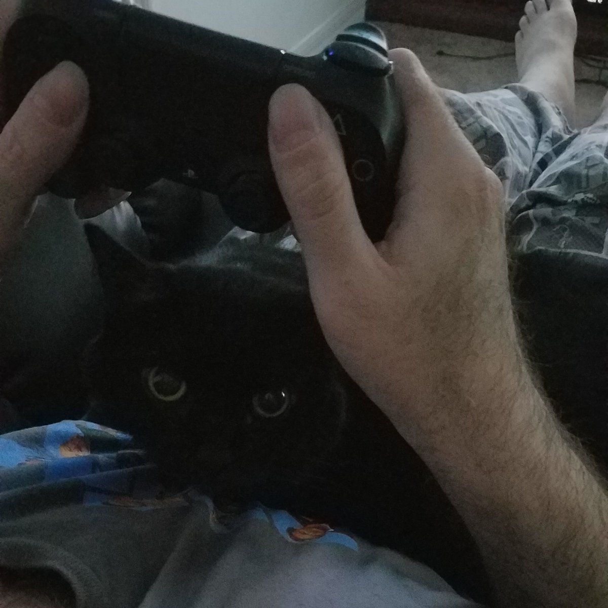 BestCatArwyn's tweet photo. Helping Fav-hew slay the nasty blood suckers.
#Castlevania #CATslevania #gamercat #panfursquad #lapcat #ihelps https://t.co/SYW4UaGMaD