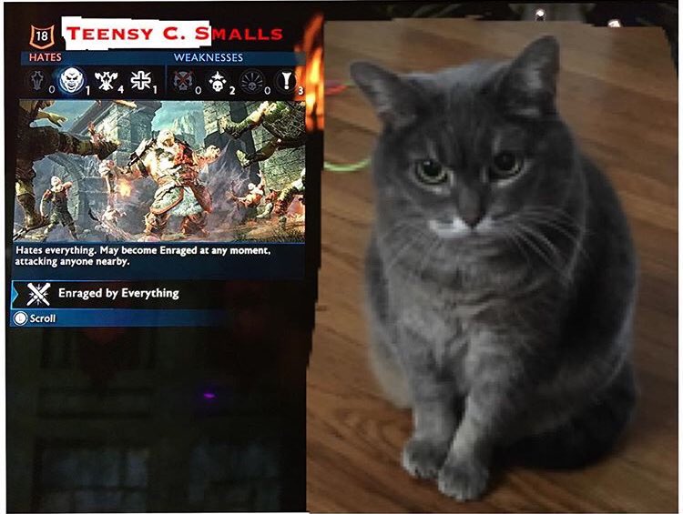 LordPipechair's tweet photo. @Nicole_Cliffe Despite being only four weeks old at the time, her initial shelter paperwork read “KITTEN IS VERY FERAL!!! REPEATEDLY MAULED THE ASSESSOR HAND!!!” Now almost eleven years later, she’s slightly less murdery, but this crappy mock Shadow of War card I made of her is still very apt. https://t.co/0FooMxJS1s