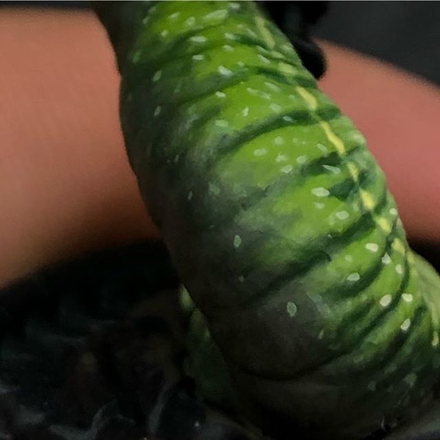 impendingduff's tweet photo. A sneak peak of a project I’m working on behind the scenes... what could it be? #creaturecasterminiatures #gameenvy #dicehead #shadowsedgeminiatures #creaturecommunity #monumenthobbies #gencon #paintingminiatures #theorderifrhebrush #thepaintpit #miniat… https://t.co/RGlD3KSgVq https://t.co/xtCf79JzRq