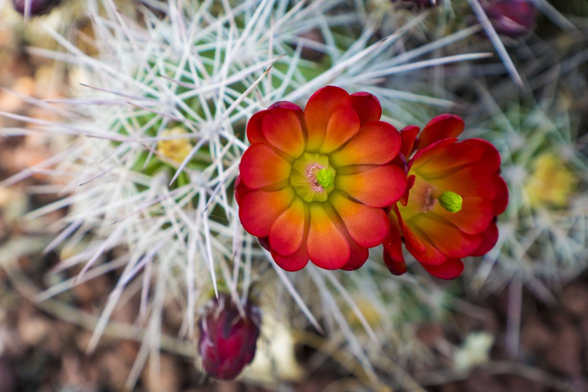 SydneyBDesign's tweet photo. Ruby Cactus flowers in #zionnationalpark 💗🌵💗
...
#zion #photography #photographer #macro #macrophotography https://t.co/cSB3Qy8m0b