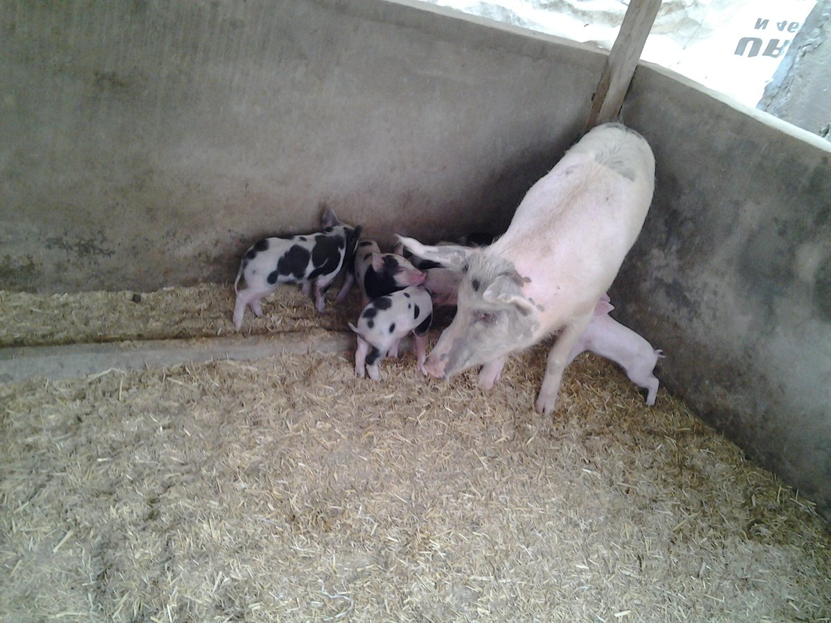 fadipeabayomi7's tweet photo. Pigs re not dirty animals. https://t.co/tEhe8qDscN