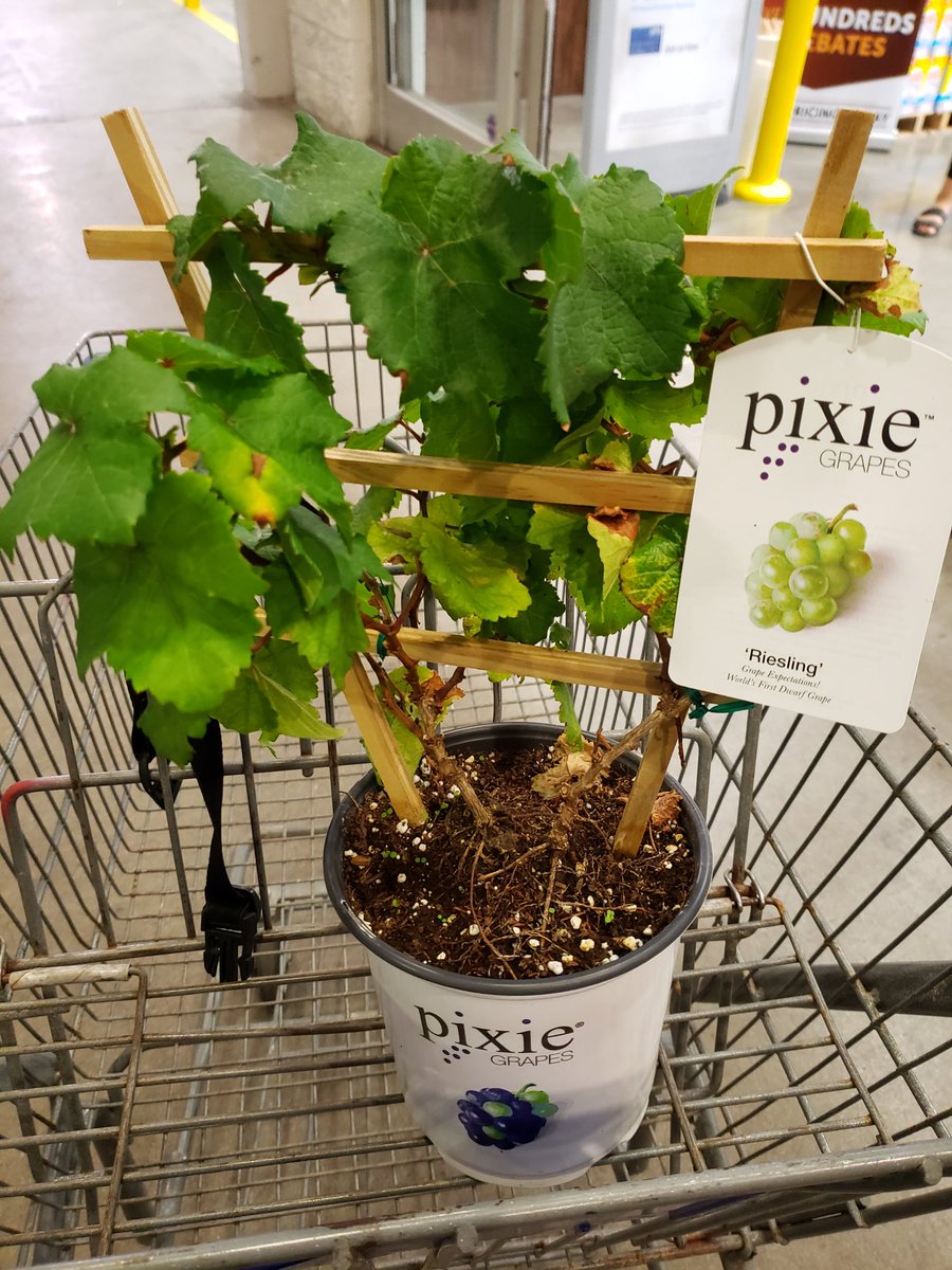actthisname's tweet photo. I'm allowed a quota of 2 new plants a month...filled them with a new dieffenbachia and a pixie grape trellis of Riesling grapes!!!! https://t.co/2Js7O4VqL2