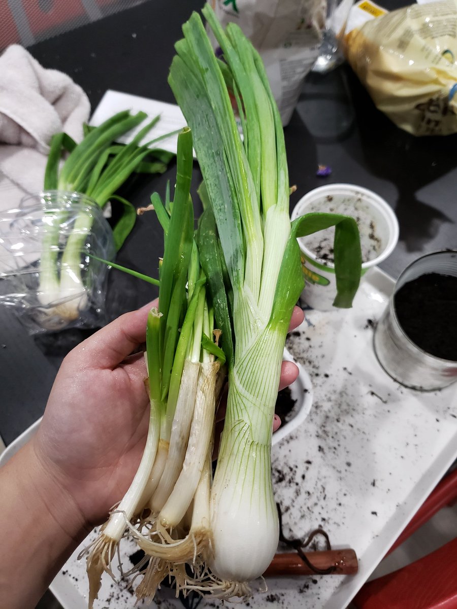actthisname's tweet photo. Repotted some other plants -
I got some GIANT GREEN ONIONS from our farm trip, they're huge!!! I planted them, hopefully I can sustain these big boys https://t.co/RCmAS6Qe8G