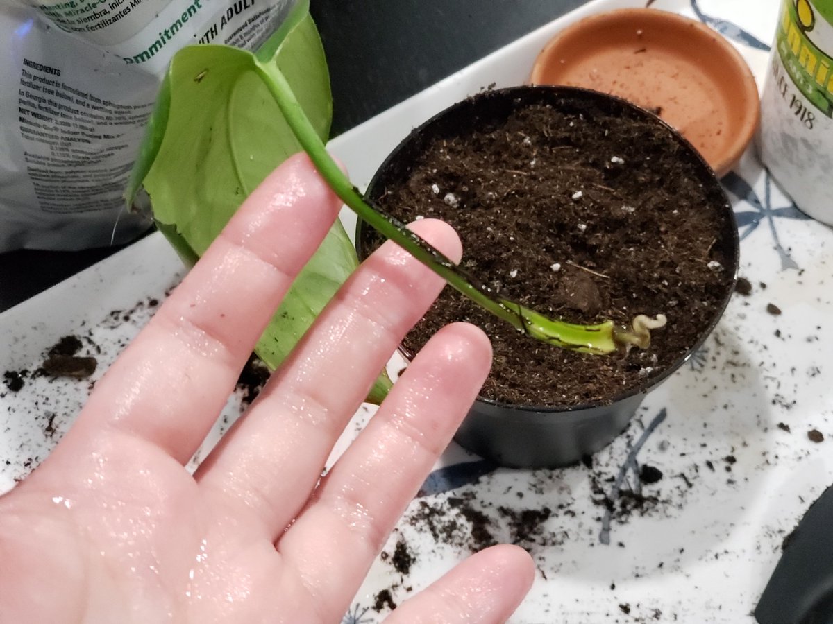 actthisname's tweet photo. My golden pothos that I self propogated!!! Finally has roots!!!!! I planted it in the container my dieffenbachia came in haha https://t.co/lEPyMDVqtj