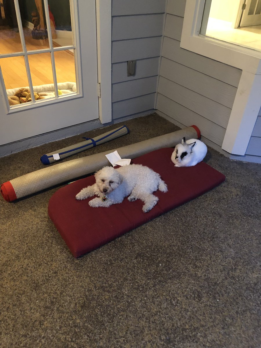 NirupamAich's tweet photo. Casualty of the move! But #PoTiger seem to bond again in the new place! https://t.co/jSM0luIGGI