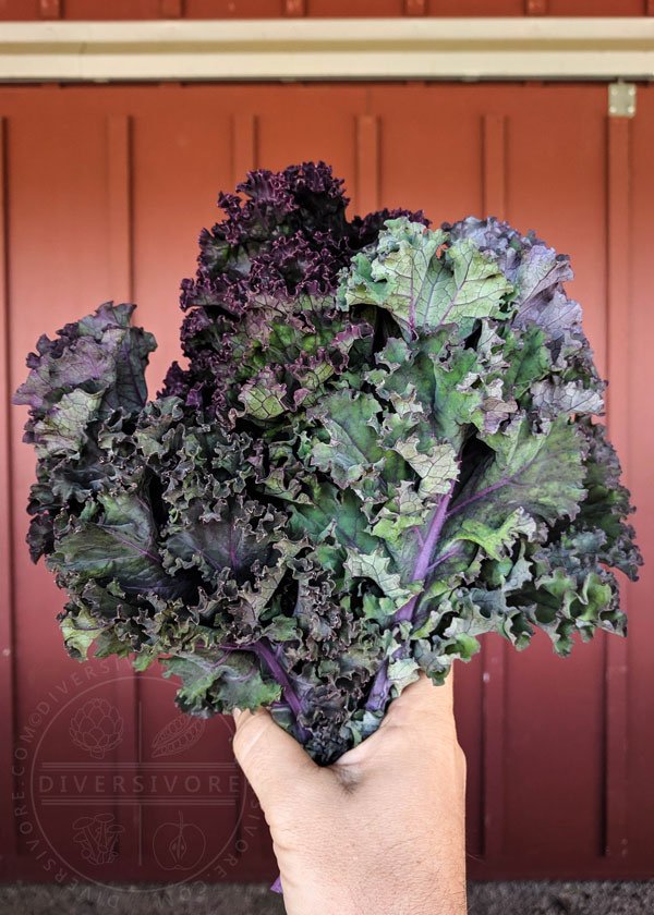 diversivore's tweet photo. A kale bouquet. A boukale.
This lovely, local, deliciousness came from the first week of my new CSA box (from the wonderful @sharingfarm). Check out #inmyCSAbox for updates, new produce, recipes, tips, and more. #eatlocal #csabox #bcfresh #buylocal https://t.co/FhznzLL2uL