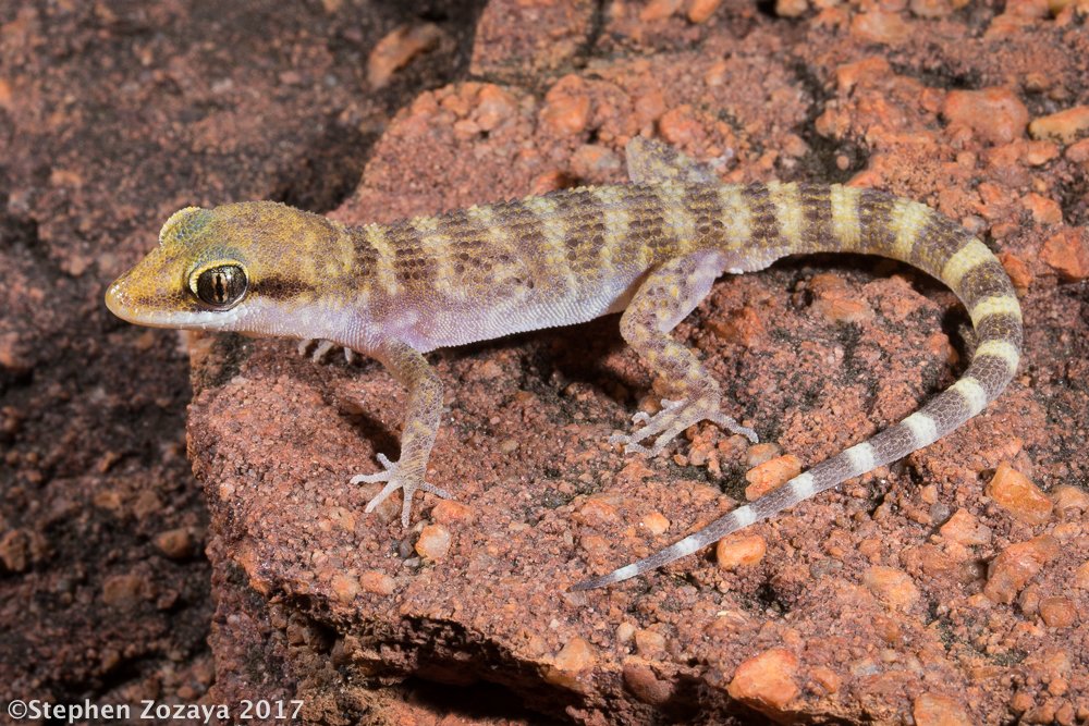 StephenZozaya's tweet photo. My first PhD paper now available at @ASNAmNat. Pheromones have diverged more than morphology in the Bynoe's gecko cryptic species complex. We suggest that, with more work, pheromones can be integrated into resolving the taxonomy of cryptic lizard diversity https://t.co/AhDJhA7eW3 https://t.co/E90NwZIyf0
