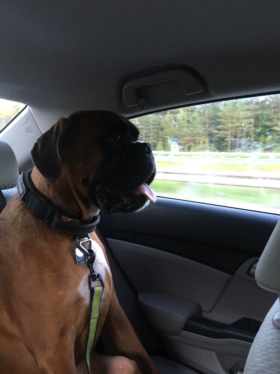 CoopTheBoxer's tweet photo. My hoomans took me on a trip to Grampa’s house. I got to visit my friend Duchess. She’s a good dog. I love Duchess. I also love car rides. #boxersoftwitter #boxerdog #boxer https://t.co/dkC7BocBe4