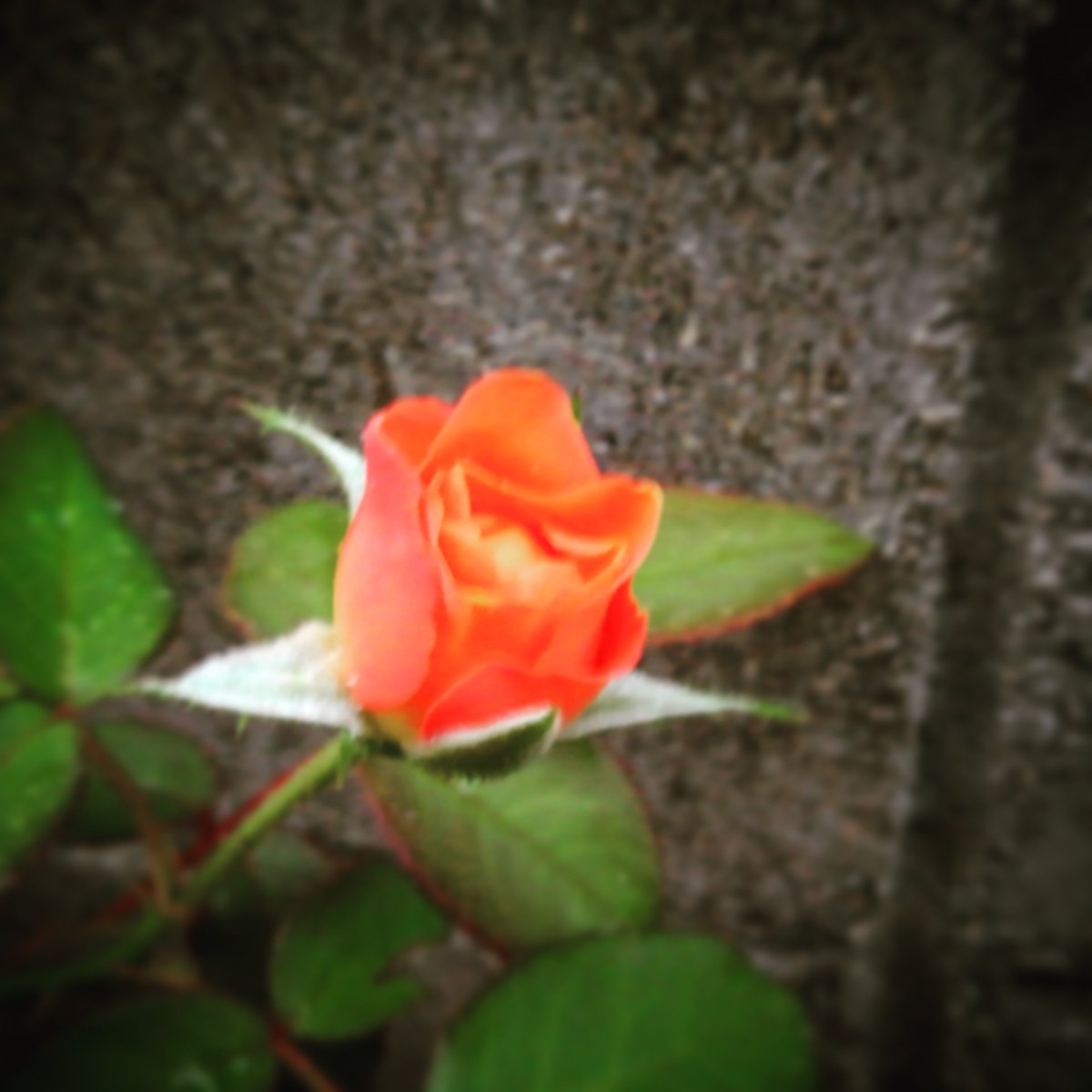 Dan_Kiko_Murray's tweet photo. Tiniest orange rose. #rosegarden #rose
#roses #rosebush #gardening #flower 
#gardenerdan #farmerdan 
#orangerose #tinyrose #firstrose https://t.co/gDaSc5kHMr