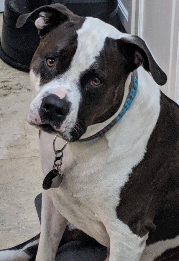 MLIStewart's tweet image. Isaac #MyDogs #OneOfFive