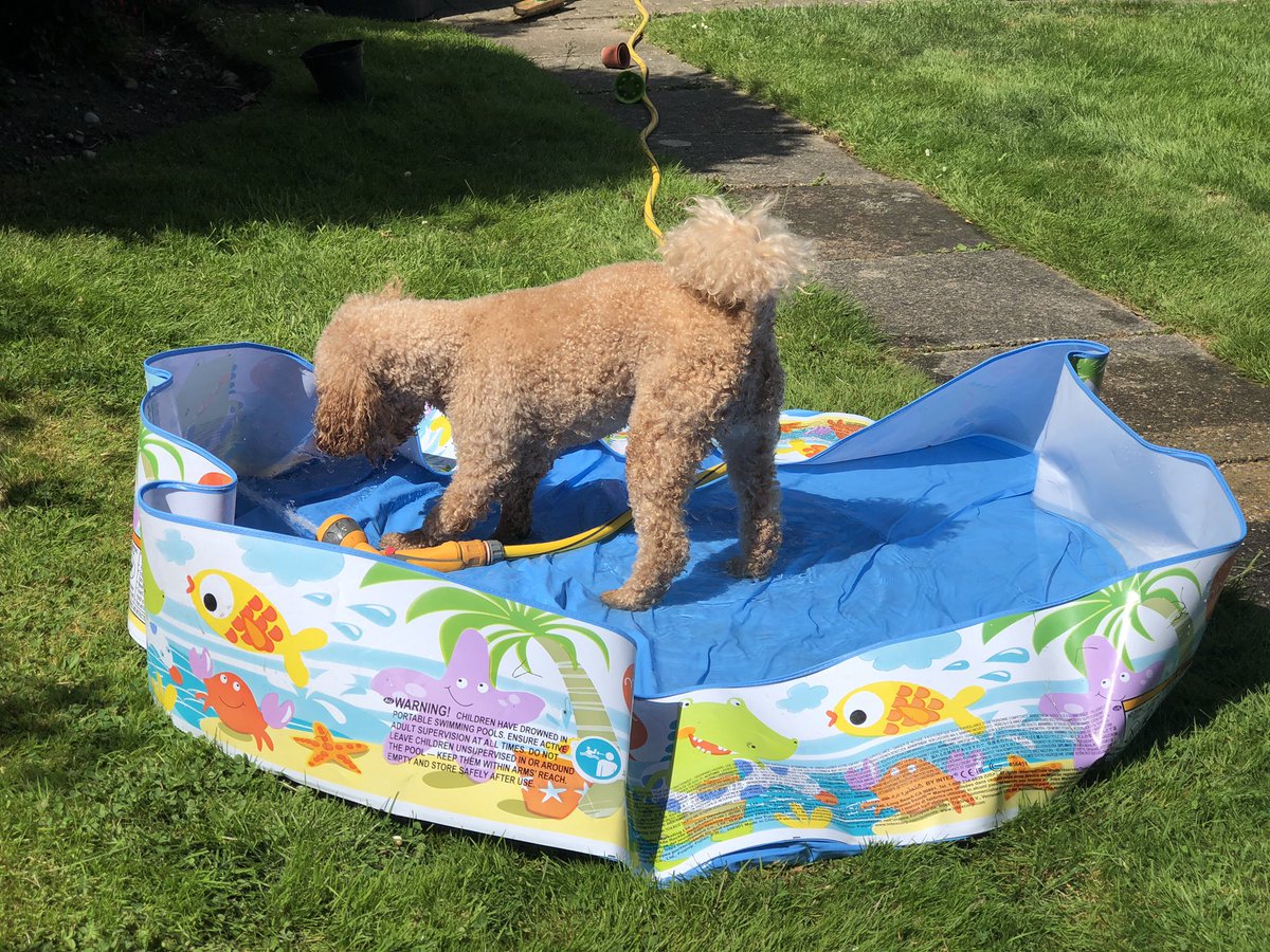 RossoCockapoo's tweet photo. Wow! What a #scorcher it was yesterday! 🌞🔥 I was so excited to get into my #paddlingpool I couldn’t wait for mummy to fill it up! 🐶😜 The only way to stay cool! 💦😎 #HotDog #HowToKeepYourDogCool #PuppyPool #HappyDog #HeatwaveUK #DogsOfTwitter #Cockapoo https://t.co/HZEvPn3K9k