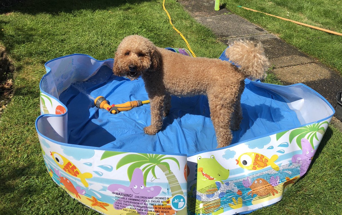 RossoCockapoo's tweet photo. Wow! What a #scorcher it was yesterday! 🌞🔥 I was so excited to get into my #paddlingpool I couldn’t wait for mummy to fill it up! 🐶😜 The only way to stay cool! 💦😎 #HotDog #HowToKeepYourDogCool #PuppyPool #HappyDog #HeatwaveUK #DogsOfTwitter #Cockapoo https://t.co/HZEvPn3K9k