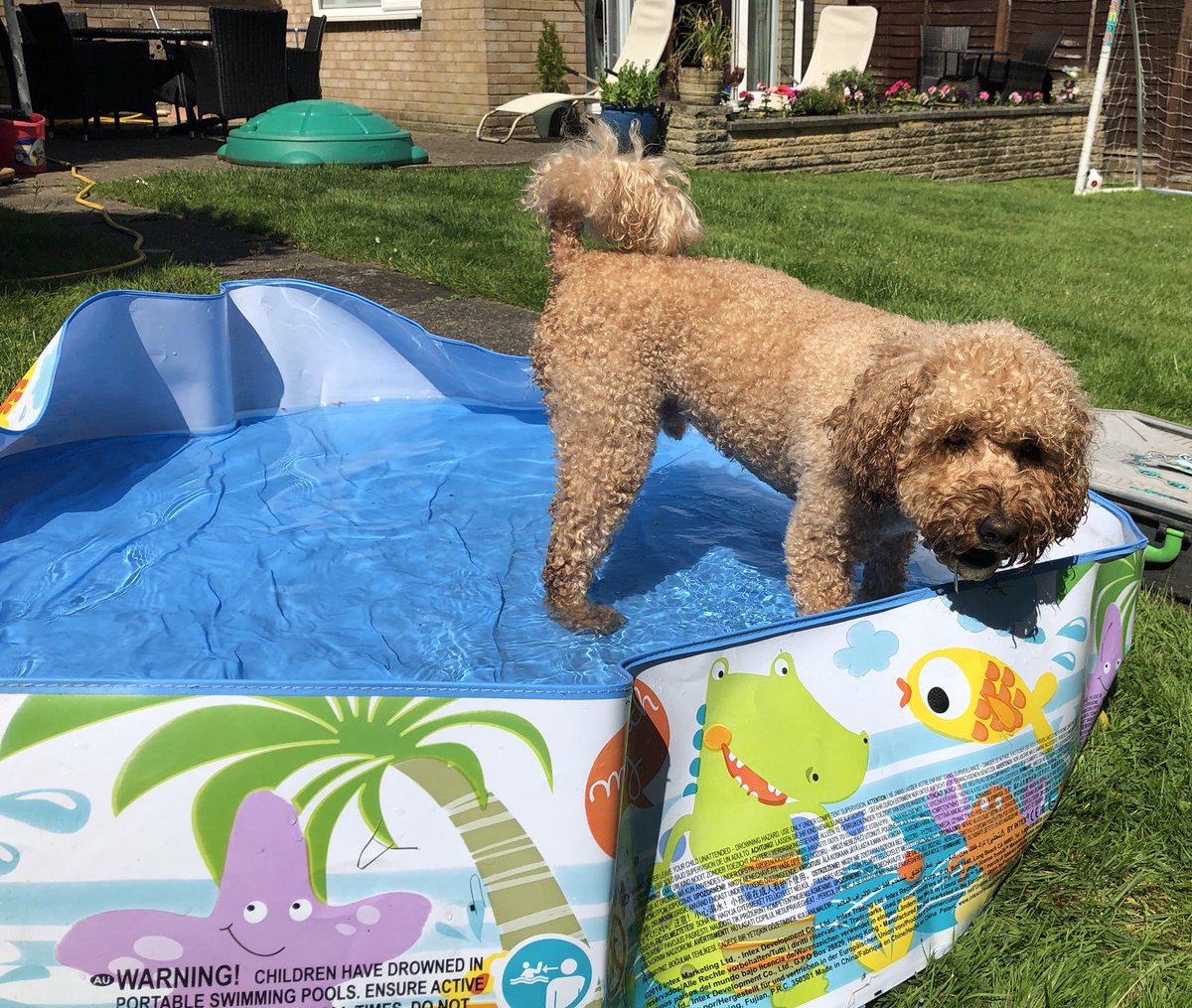 RossoCockapoo's tweet photo. Wow! What a #scorcher it was yesterday! 🌞🔥 I was so excited to get into my #paddlingpool I couldn’t wait for mummy to fill it up! 🐶😜 The only way to stay cool! 💦😎 #HotDog #HowToKeepYourDogCool #PuppyPool #HappyDog #HeatwaveUK #DogsOfTwitter #Cockapoo https://t.co/HZEvPn3K9k