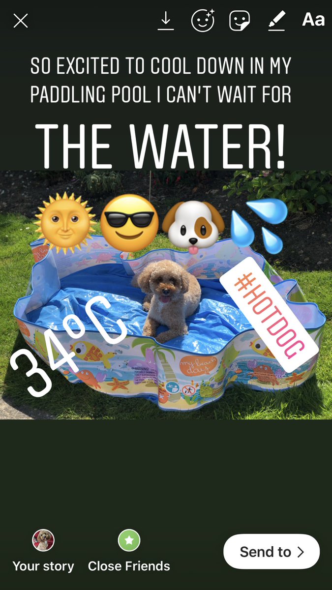 RossoCockapoo's tweet photo. Wow! What a #scorcher it was yesterday! 🌞🔥 I was so excited to get into my #paddlingpool I couldn’t wait for mummy to fill it up! 🐶😜 The only way to stay cool! 💦😎 #HotDog #HowToKeepYourDogCool #PuppyPool #HappyDog #HeatwaveUK #DogsOfTwitter #Cockapoo https://t.co/HZEvPn3K9k