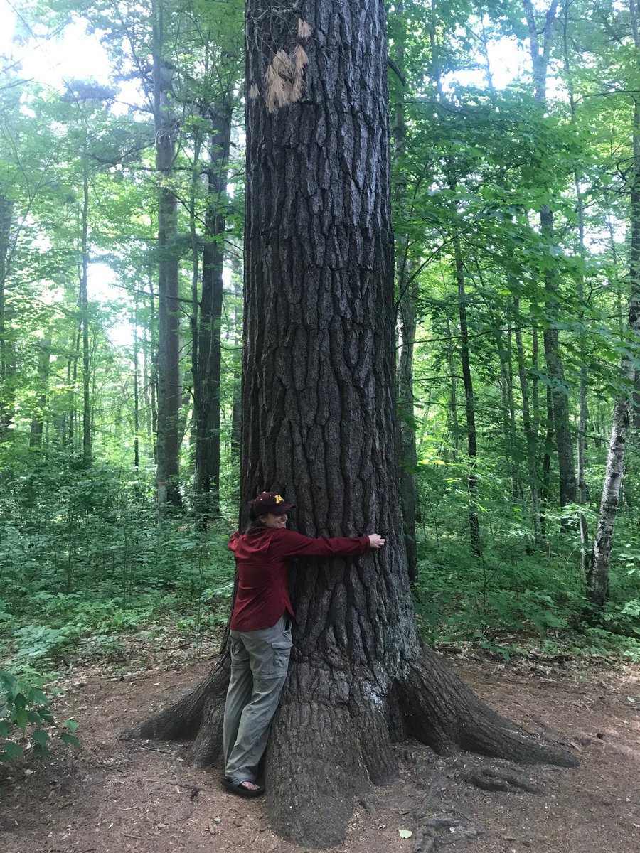 LuciaLevers's tweet photo. Found the big trees! Unlogged white pine, courtesy of a surveying error. #lost40 #upnorth #treehugger https://t.co/5G5L5avYzc