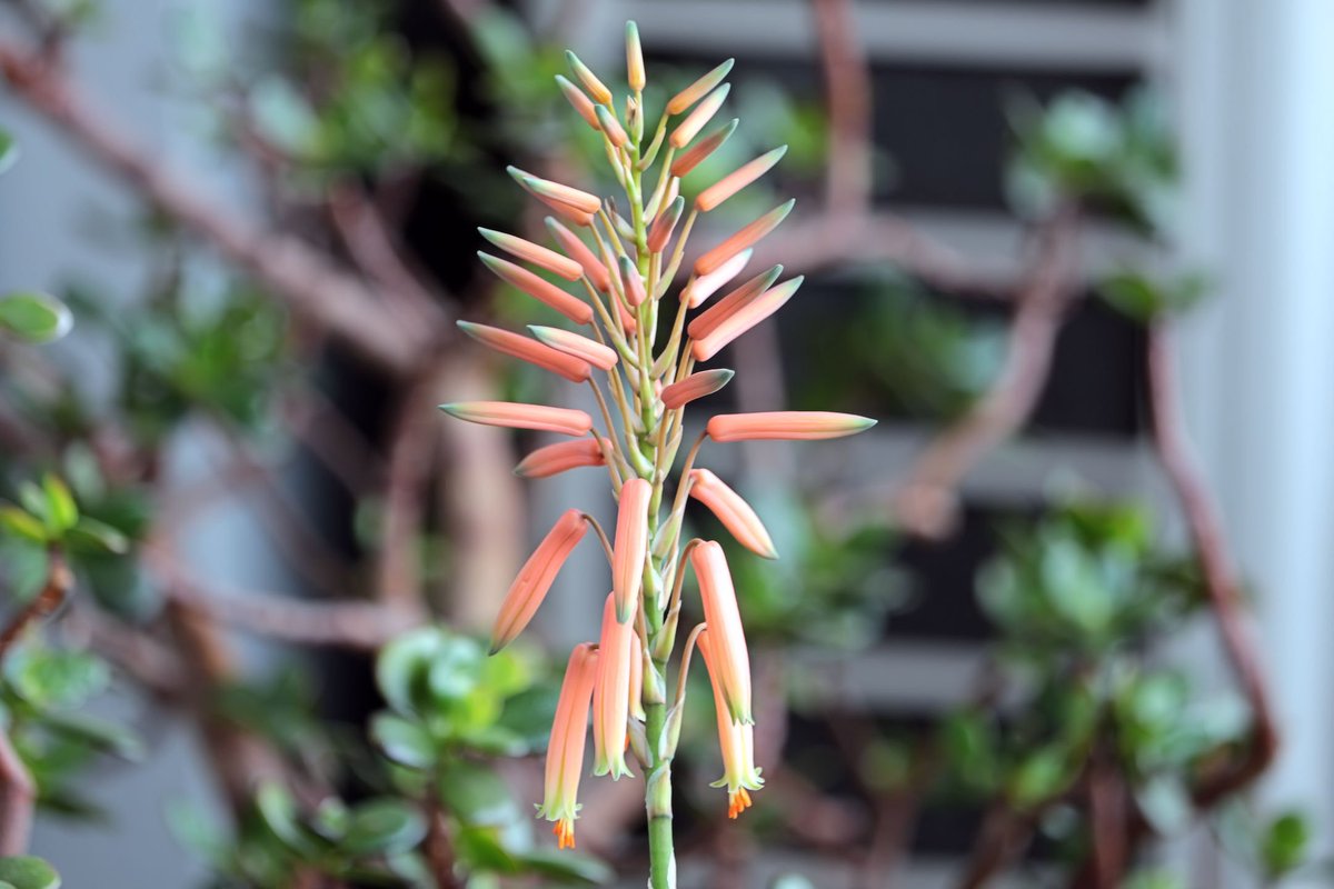 ひおうぎ 写真垢 على تويتر キダチアロエの花です 今年も咲いてくれました 可愛い花ですね アロエ キダチアロエ 花 キリトリセカイ ファインダー越の私の世界 写真好きな人と繋がりたい 写真を撮るのが好きな人と繋がりたい