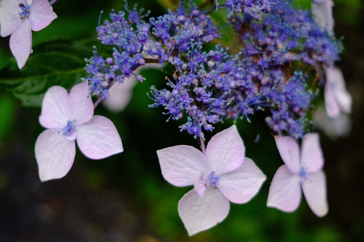 高尾山マガジン 高尾山ファンサイト 昨日撮影した高尾山で咲いているあじさいです ケーブルカーから薬王院あたりで咲いていますよ 開花状況としては これからきれいになりそうなのもあれば すでにだいぶ咲いているのもある感じです ぜひこの時期