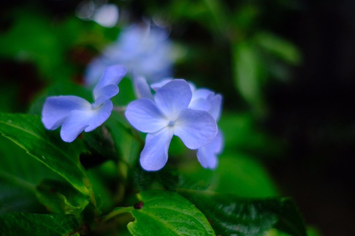 高尾山マガジン 高尾山ファンサイト 昨日撮影した高尾山で咲いているあじさいです ケーブルカーから薬王院あたりで咲いていますよ 開花状況としては これからきれいになりそうなのもあれば すでにだいぶ咲いているのもある感じです ぜひこの時期