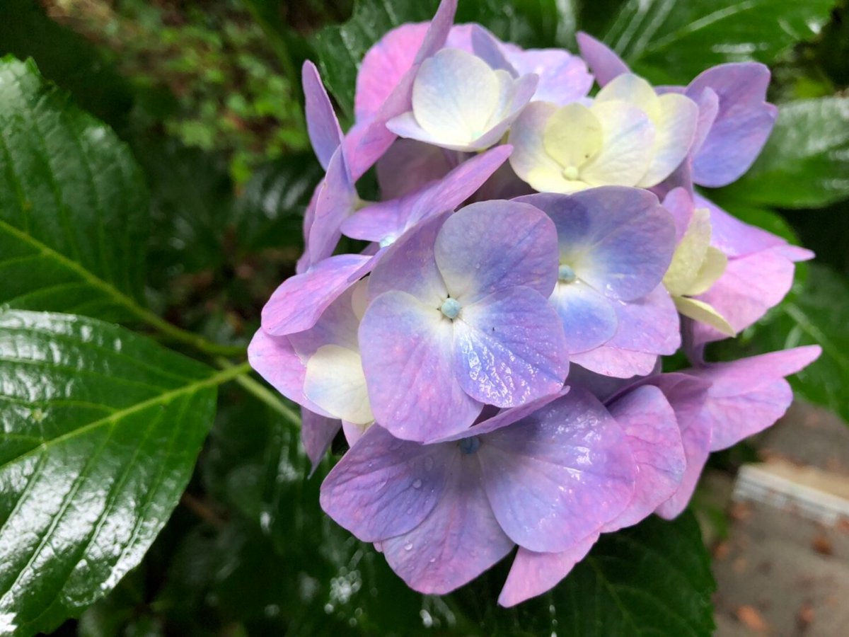 ぜいたく高 尾山 あじさい すべての美しい花の画像