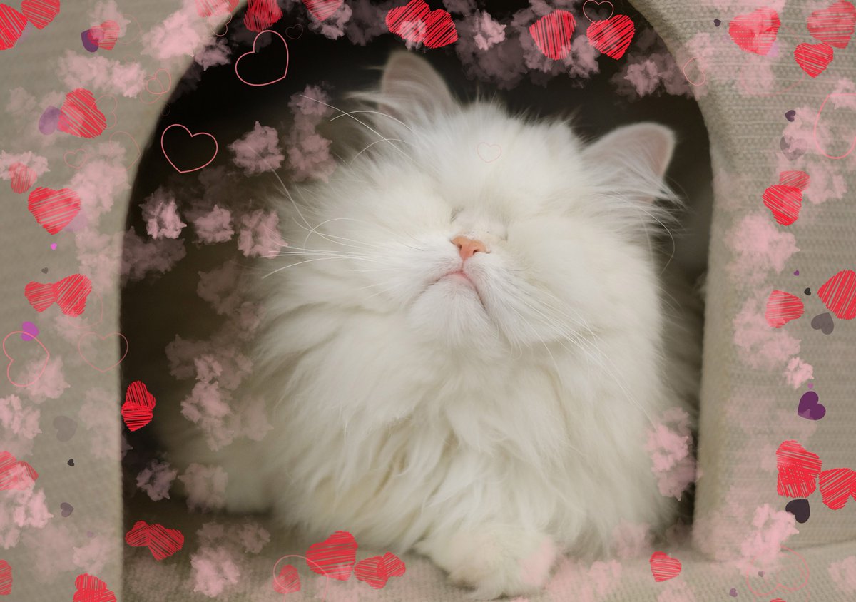 Moet is doing a better - definitely bouncier than yesterday, but breathing is raspy. 
Let's hope the fluid clears and that there's no related infection.
All of your purrayers and wishes have been so overwhelming &amp; amazing. 
THANK YOU from the bottom of our hearts. 
💖🥰🧡🥰💖