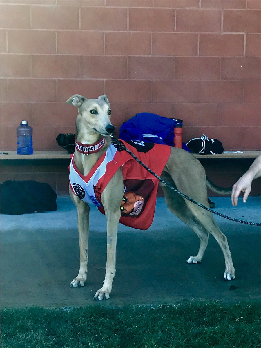 BrisComCup's tweet photo. Don’t forget to bring you furry mates in team colours on game day! It’s only 4 weeks away now! 
Check out the event details on our Facebook page.
#briscomcup #doggosofbriscomcup https://t.co/aKVrQzxp2T