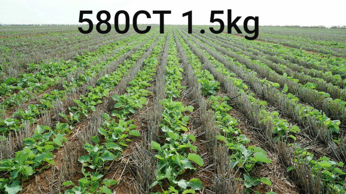 Canola variety trial update.

Stingray be like "Hybrid vigour hold my beer, I've got this".