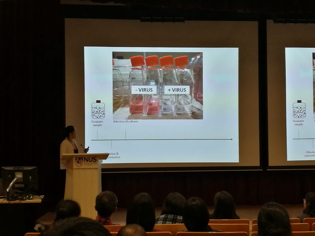 slime_lauro's tweet image. Our own Halimah just won top prize for her presentation &quot;Isolation and genomic characterization of phytoplankton viruses in Singapore waters” at the Young Marine Scientist Symposium organised by #SJNML and supported by the #MSRDP program. WOHOOOOOOO!!! @NTU_ASE