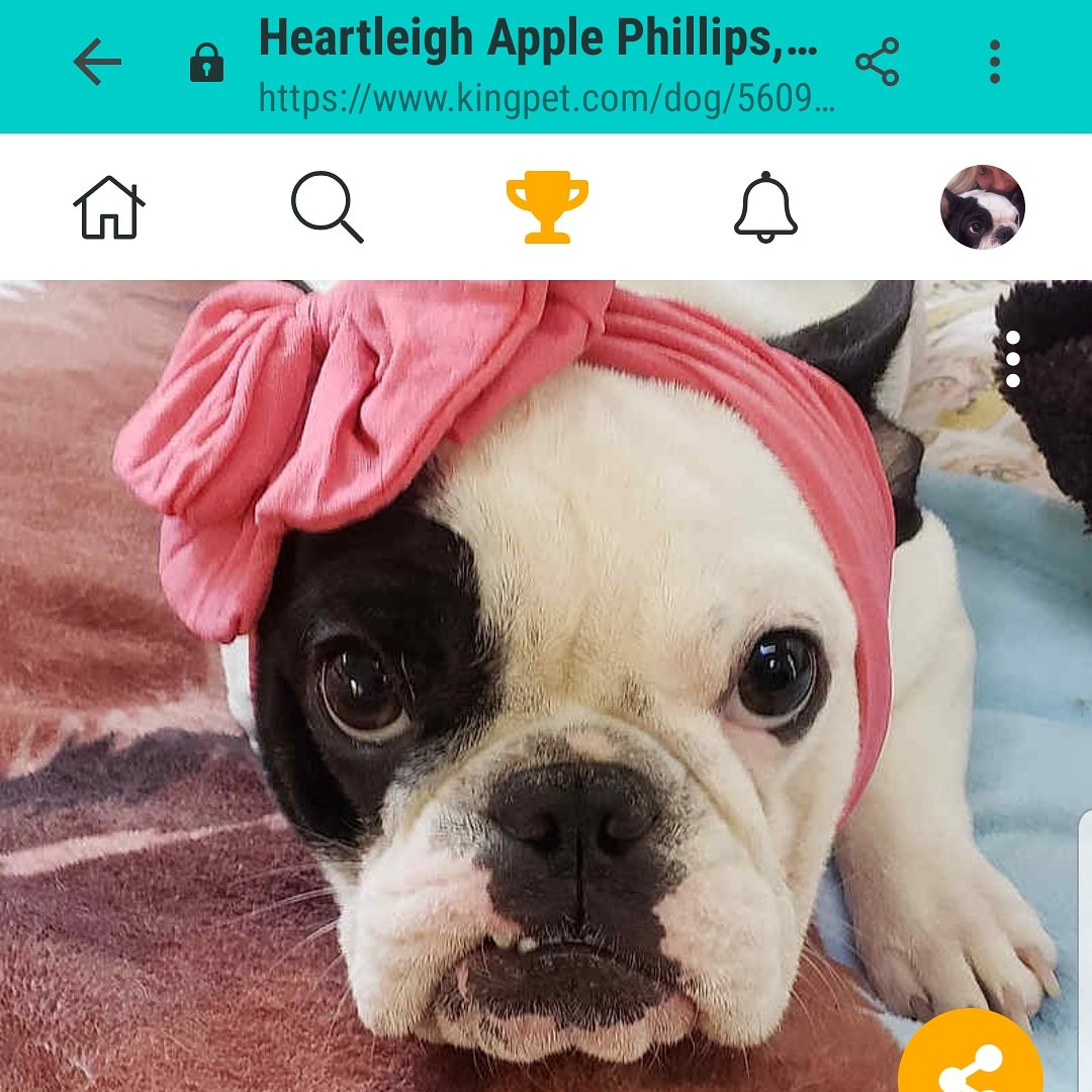 Amanda42910543's tweet photo. Please vote for me @kingpetphotocontest https://t.co/cTax93gbIB
