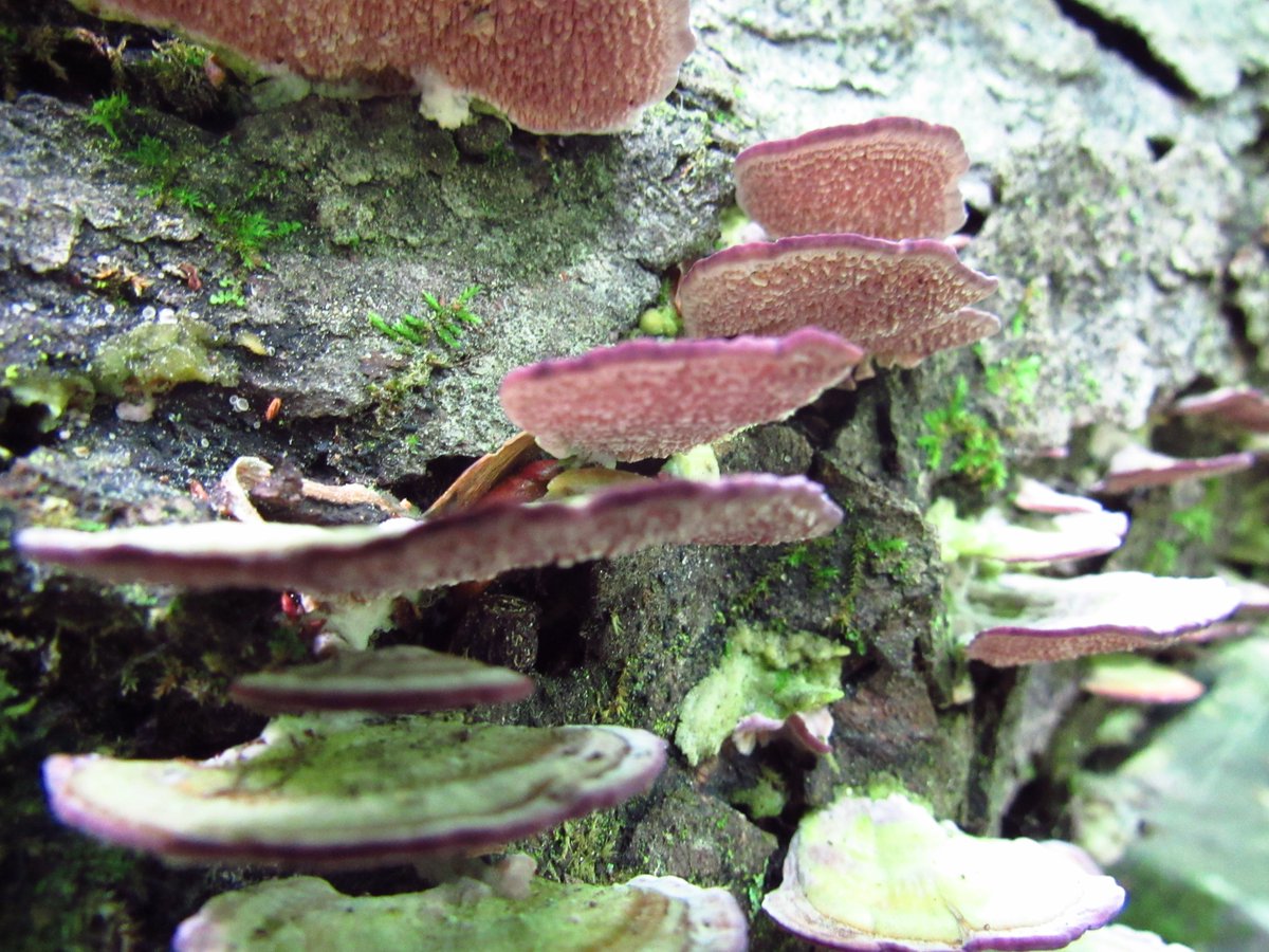 Went to our favorite Park today. Sweated buckets but it was worth it. We saw so many mushrooms, and played with Toads! It was worth the trip. #provincialpark #longsault #mushrooms #fungus #forest #daytrip  #photography