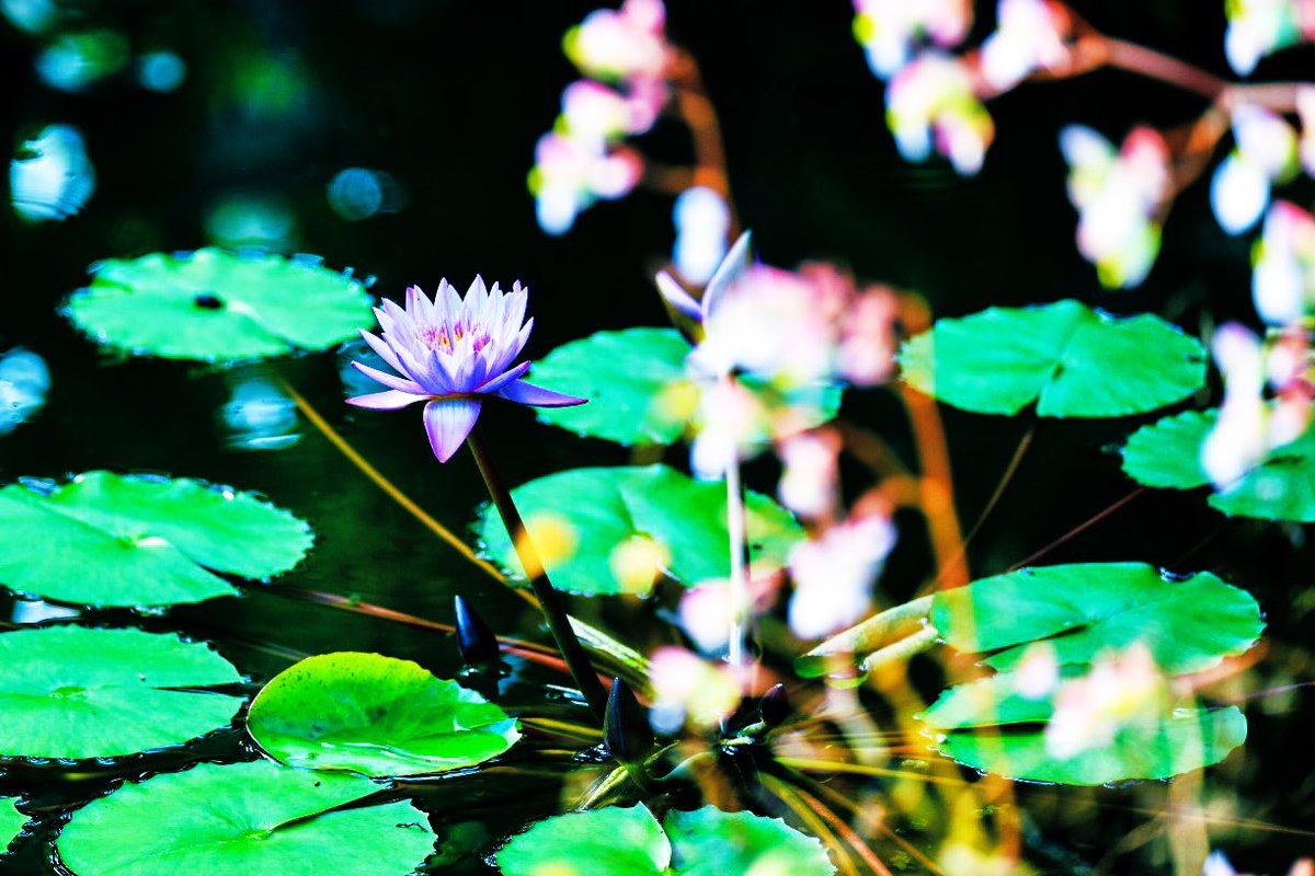 knight_amg's tweet photo. #bluewaterlily #waterlily
#flowers #hanamap #tokyo #photography #light_nikon #tikyocameraclub #東京カメラ部 #睡蓮 #青い睡蓮 #スイレン #花 #はなまっぷ #東京 https://t.co/HhTCGeKMGT