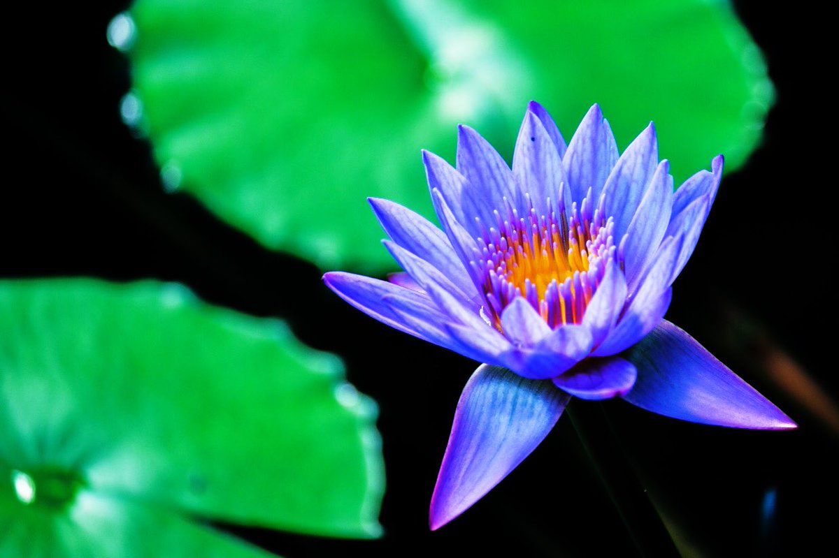 knight_amg's tweet photo. #bluewaterlily #waterlily
#flowers #hanamap #tokyo #photography #light_nikon #tikyocameraclub #東京カメラ部 #睡蓮 #青い睡蓮 #スイレン #花 #はなまっぷ #東京 https://t.co/HhTCGeKMGT