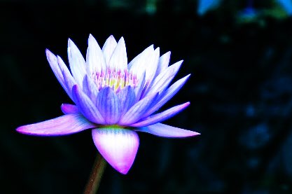 knight_amg's tweet photo. #bluewaterlily #waterlily
#flowers #hanamap #tokyo #photography #light_nikon #tikyocameraclub #東京カメラ部 #睡蓮 #青い睡蓮 #スイレン #花 #はなまっぷ #東京 https://t.co/HhTCGeKMGT