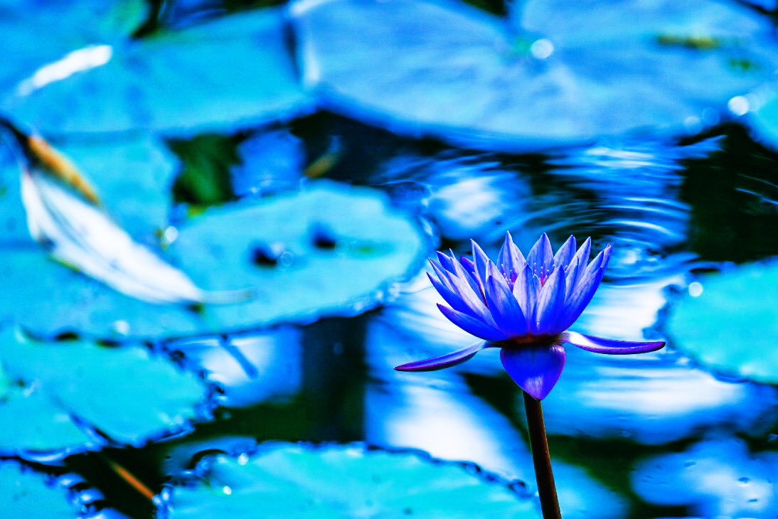 knight_amg's tweet photo. #bluewaterlily #waterlily
#flowers #hanamap #tokyo #photography #light_nikon #tikyocameraclub #東京カメラ部 #睡蓮 #青い睡蓮 #スイレン #花 #はなまっぷ #東京 https://t.co/HhTCGeKMGT