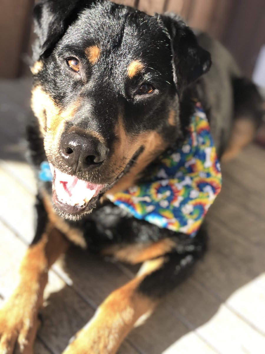 CourtneyBossert's tweet photo. #pride pup!
If the world loved each other as unconditionally just like a dog the world would be a happier place. πππΎ
#rykerbeans #doglife #gooddog #rescuepup #pnwdog #pawsome #muttsquad #muttigree #muttlover
#TurnUpTheLove #LoveisLove https://t.co/BRqJSgjscy